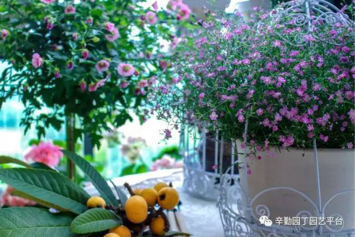 Ban công chỉ rộng vỏn vẹn 7m² nhưng tràn ngập hoa đẹp như cổ tích của bà mẹ 2 con-29