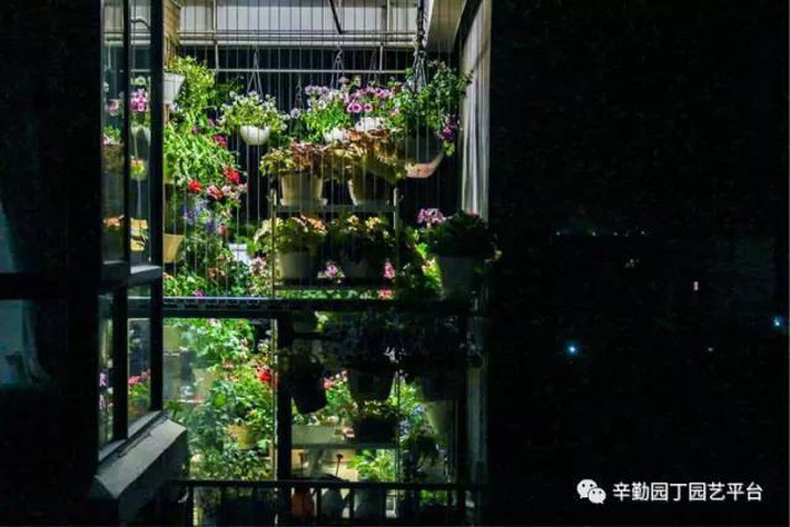 Ban công chỉ rộng vỏn vẹn 7m² nhưng tràn ngập hoa đẹp như cổ tích của bà mẹ 2 con-30