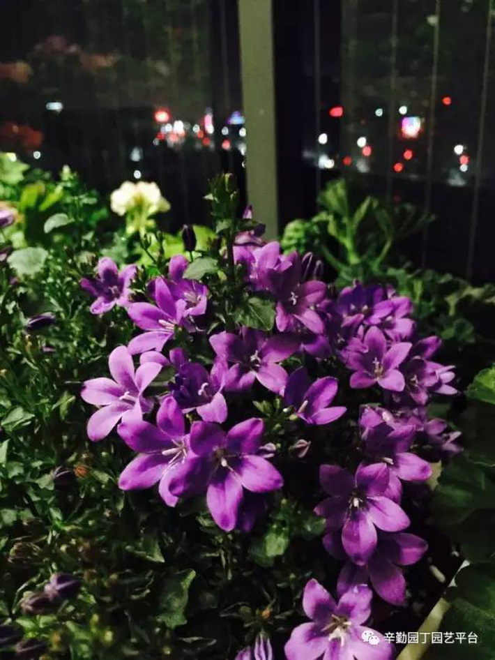 Ban công chỉ rộng vỏn vẹn 7m² nhưng tràn ngập hoa đẹp như cổ tích của bà mẹ 2 con-31