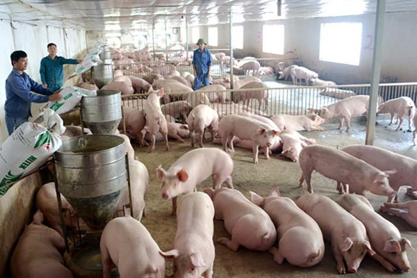 Giá lợn 30.000/kg, khủng hoảng lịch sử một lần nữa lặp lại-1