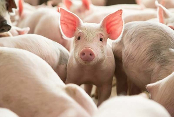 Giá lợn 30.000/kg, khủng hoảng lịch sử một lần nữa lặp lại-2