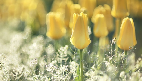 Giữa tháng 9 Âm lịch, 3 con giáp vượng khí dồi dào, phát tài nhanh chóng-1