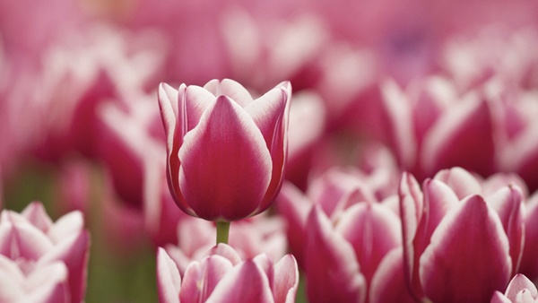 Giữa tháng 9 Âm lịch, 3 con giáp vượng khí dồi dào, phát tài nhanh chóng-2