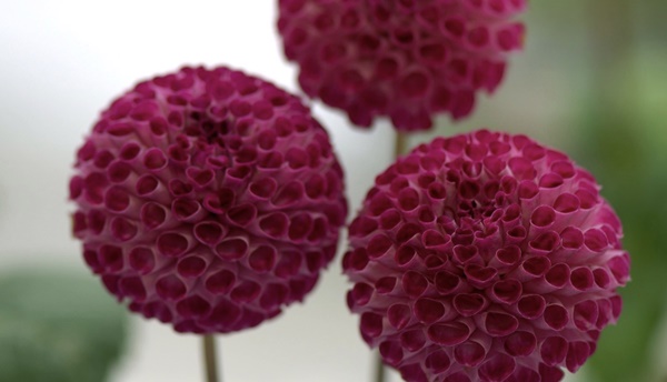 Giữa tháng 9 Âm lịch, 3 con giáp vượng khí dồi dào, phát tài nhanh chóng-3