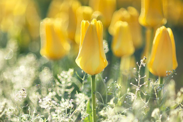 3 con giáp MAY MẮN hơn người, sinh ra có số làm ĐẠI GIA-2