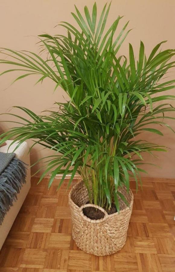 9 loại cây có thể hút nhiệt và làm cho ngôi nhà bạn thêm ấm cúng vào mùa thu - đông-1