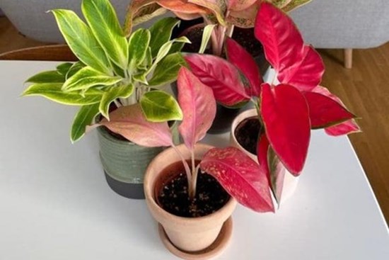 9 loại cây có thể hút nhiệt và làm cho ngôi nhà bạn thêm ấm cúng vào mùa thu - đông