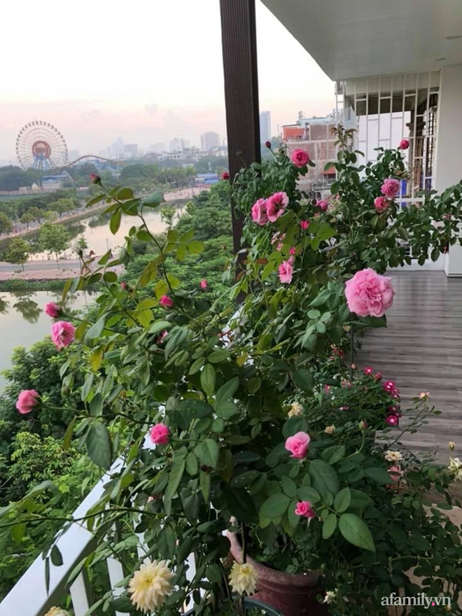 Vườn hoa rực rỡ quanh năm trên sân thượng của mẹ đảm ở Hà Nội dù mỗi ngày chỉ mất 5 - 10 phút chăm sóc-2