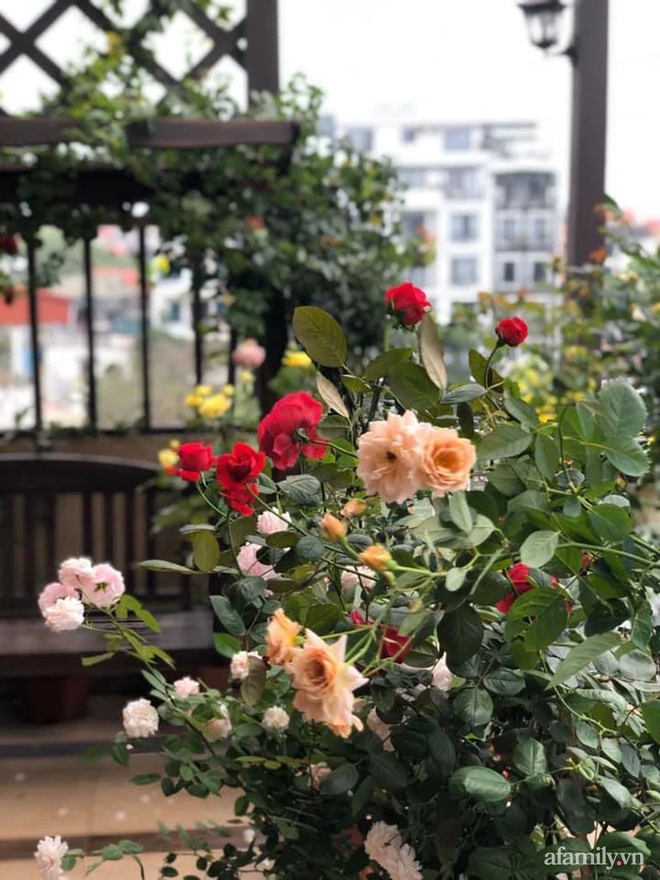 Vườn hoa rực rỡ quanh năm trên sân thượng của mẹ đảm ở Hà Nội dù mỗi ngày chỉ mất 5 - 10 phút chăm sóc-3