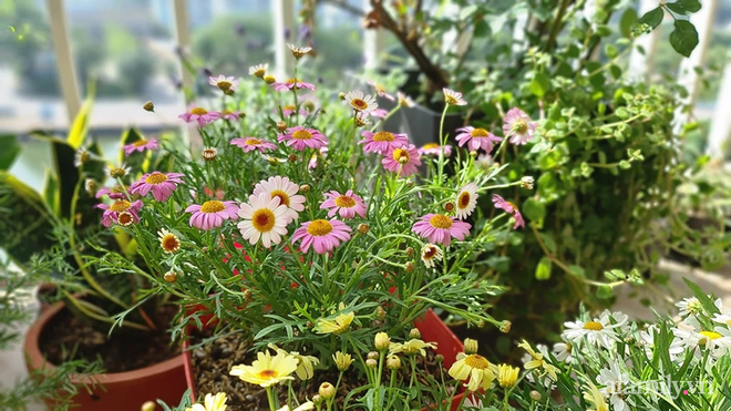 Vườn hoa rực rỡ quanh năm trên sân thượng của mẹ đảm ở Hà Nội dù mỗi ngày chỉ mất 5 - 10 phút chăm sóc-6