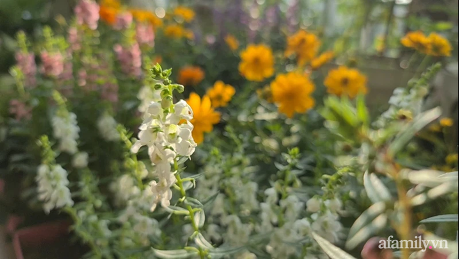 Vườn hoa rực rỡ quanh năm trên sân thượng của mẹ đảm ở Hà Nội dù mỗi ngày chỉ mất 5 - 10 phút chăm sóc-7