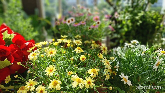 Vườn hoa rực rỡ quanh năm trên sân thượng của mẹ đảm ở Hà Nội dù mỗi ngày chỉ mất 5 - 10 phút chăm sóc-9