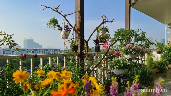 Vườn hoa rực rỡ quanh năm trên sân thượng của mẹ đảm ở Hà Nội dù mỗi ngày chỉ mất 5 - 10 phút chăm sóc-10