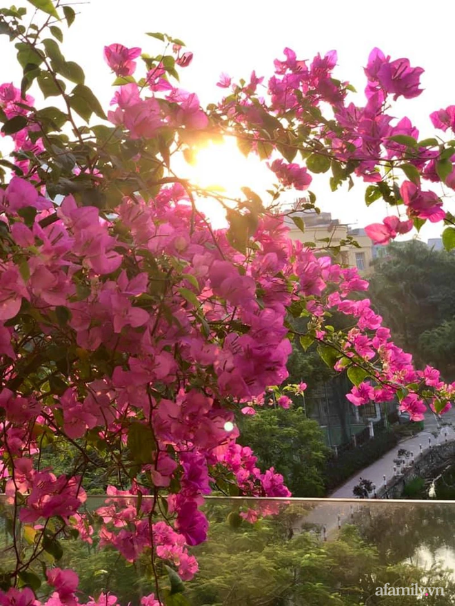 Vườn hoa rực rỡ quanh năm trên sân thượng của mẹ đảm ở Hà Nội dù mỗi ngày chỉ mất 5 - 10 phút chăm sóc-11