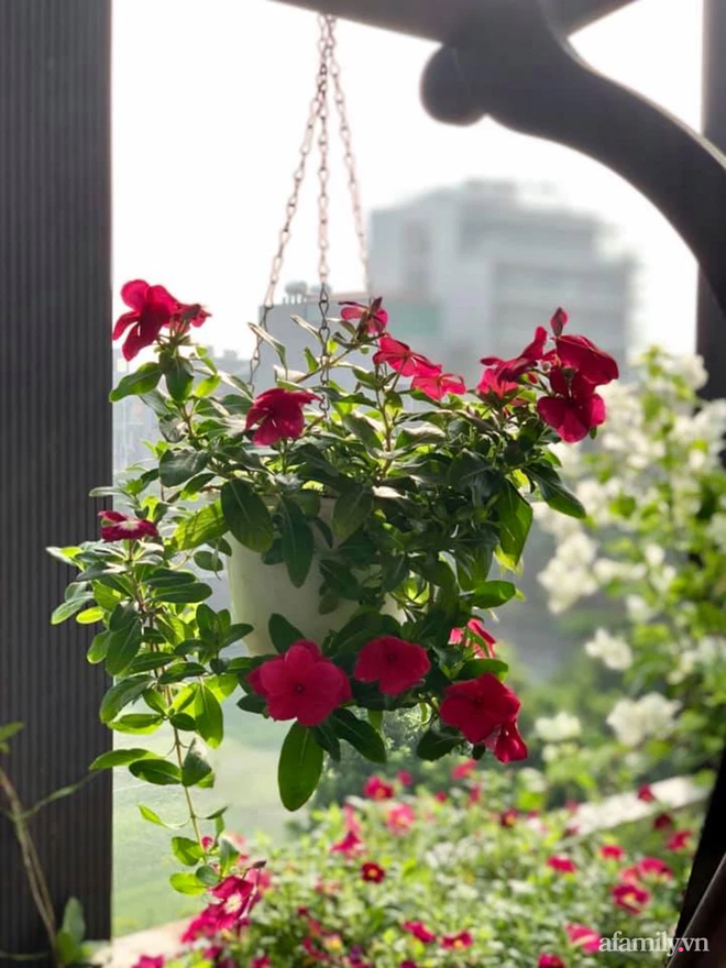 Vườn hoa rực rỡ quanh năm trên sân thượng của mẹ đảm ở Hà Nội dù mỗi ngày chỉ mất 5 - 10 phút chăm sóc-14