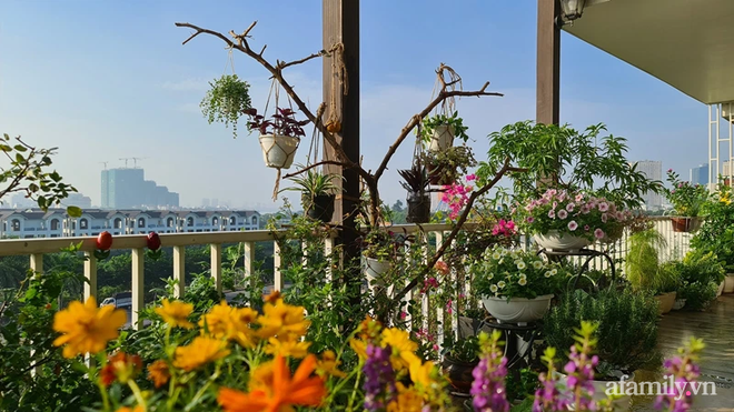 Vườn hoa rực rỡ quanh năm trên sân thượng của mẹ đảm ở Hà Nội dù mỗi ngày chỉ mất 5 - 10 phút chăm sóc-16