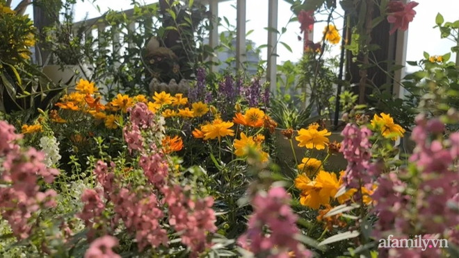 Vườn hoa rực rỡ quanh năm trên sân thượng của mẹ đảm ở Hà Nội dù mỗi ngày chỉ mất 5 - 10 phút chăm sóc-17