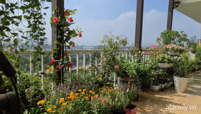 Vườn hoa rực rỡ quanh năm trên sân thượng của mẹ đảm ở Hà Nội dù mỗi ngày chỉ mất 5 - 10 phút chăm sóc-18