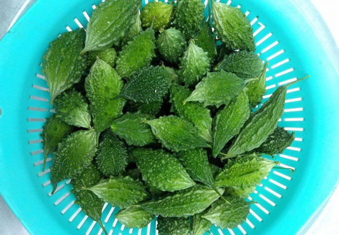 Với những công dụng tuyệt vời, mướp đắng rừng được hội chị em săn lùng-3