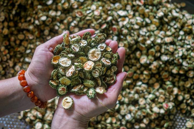 Với những công dụng tuyệt vời, mướp đắng rừng được hội chị em săn lùng-5