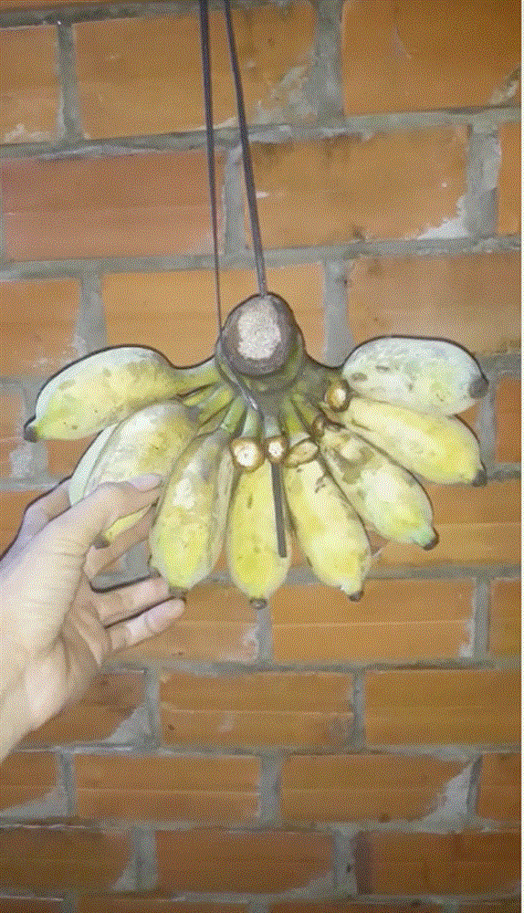 Thanh niên chỉ mẹo giữ cho chuối luôn bất tử và tươi ngon, dân tình làm theo và cái kết không thể nào bất ngờ hơn-1