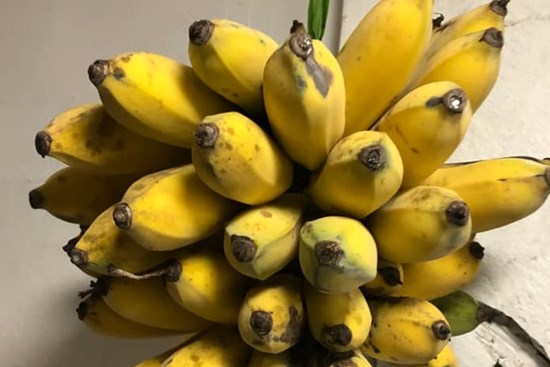 Thanh niên chỉ mẹo giữ cho chuối luôn 'bất tử' và tươi ngon, dân tình làm theo và cái kết không thể nào bất ngờ hơn