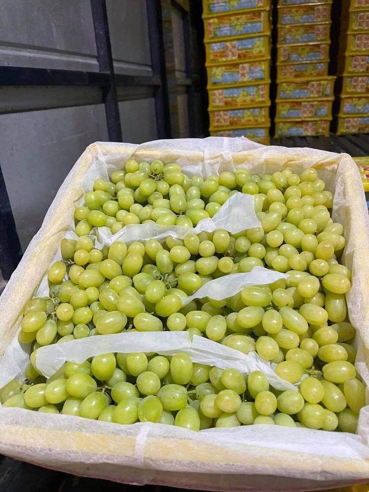 Nho Trung Quốc phủ sóng chợ mạng giá rẻ giật mình, chị em tấp nập mua về phơi khô nguyên cành-2