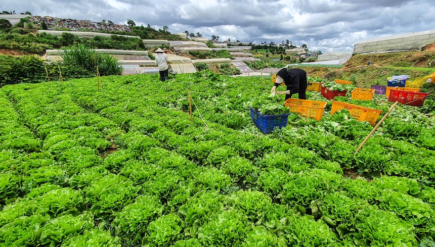Rau, hoa Đà Lạt tăng giá 2-3 lần sau khi TP.HCM nới lỏng giãn cách-2