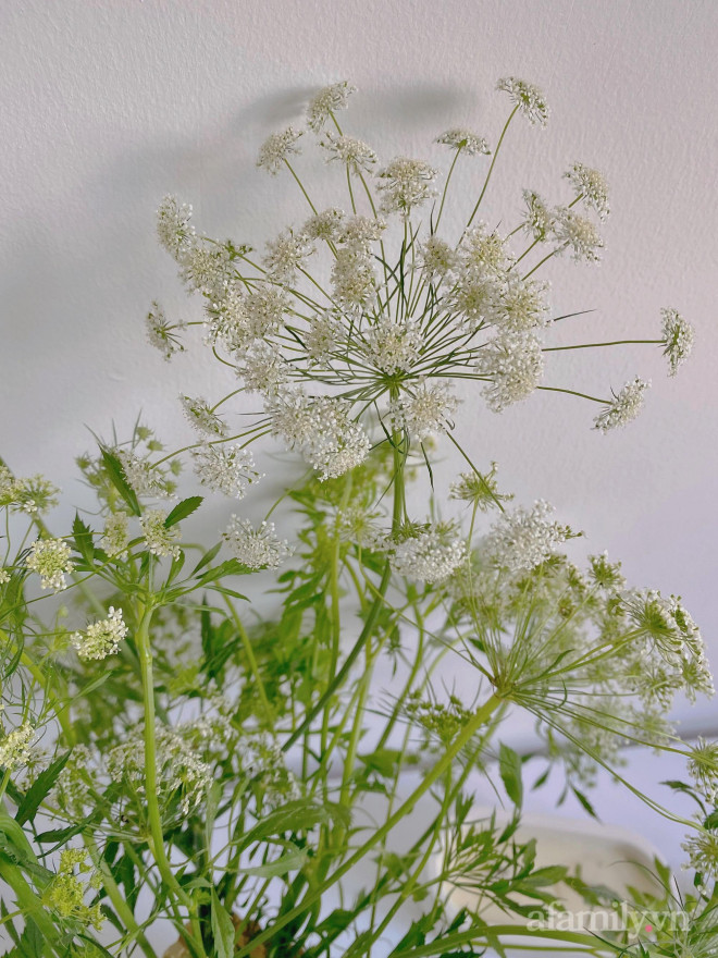 Mới - lạ hoa cà rốt, thu hút nhiều bà nội trợ mua về cắm-3