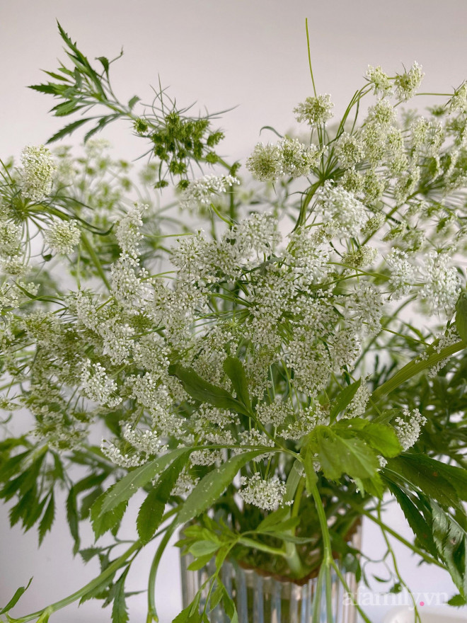 Mới - lạ hoa cà rốt, thu hút nhiều bà nội trợ mua về cắm-7