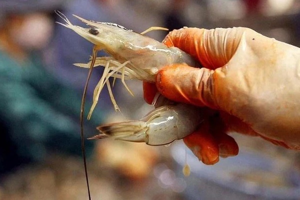Đi mua tôm cần né ngay 5 loại nguy hiểm này vì có thể chứa vi khuẩn gây hại, thậm chí có cả formaldehyde gây ung thư-2
