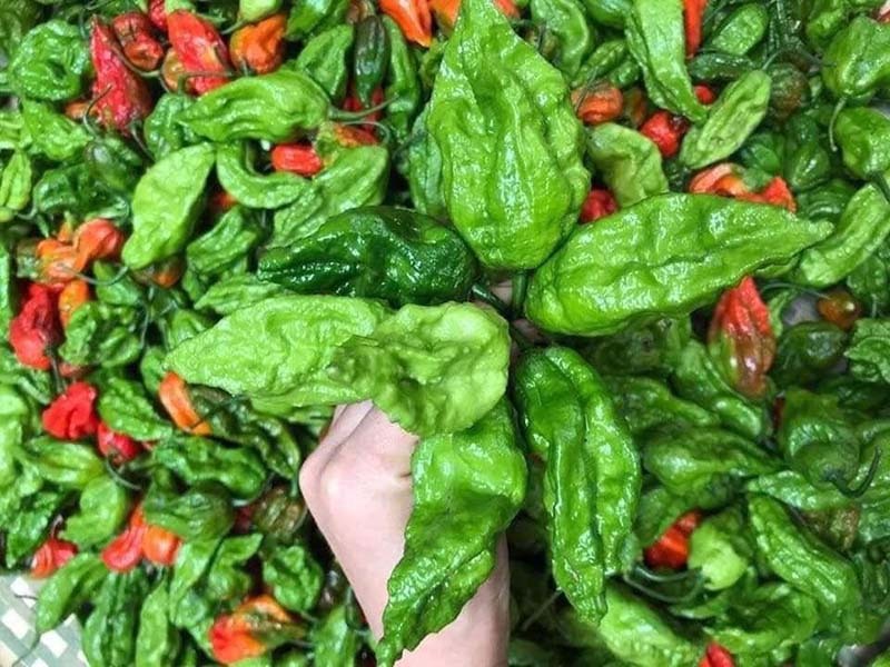 Ớt trung đoàn hàng hiếm cay vượt cấp độ 7, giá gần 300.000 đồng/kg nhưng đã ăn là nghiện-1