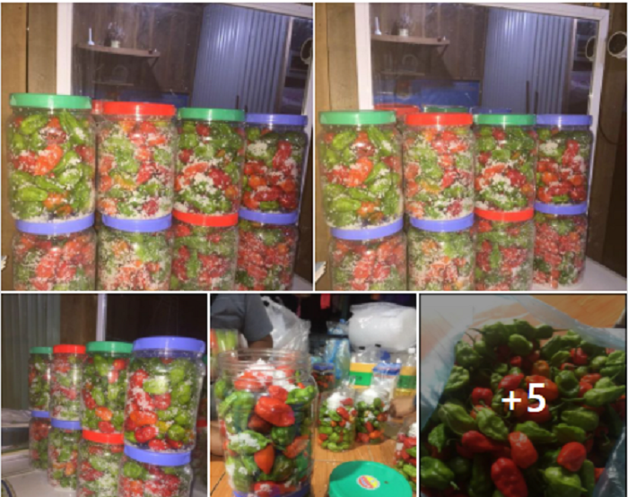 Ớt trung đoàn hàng hiếm cay vượt cấp độ 7, giá gần 300.000 đồng/kg nhưng đã ăn là nghiện-4