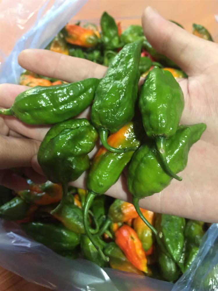 Ớt trung đoàn hàng hiếm cay vượt cấp độ 7, giá gần 300.000 đồng/kg nhưng đã ăn là nghiện-2
