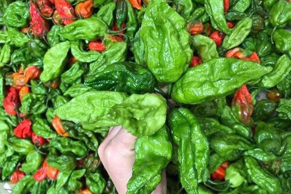 Đào tuyết Lệ Giang đắt khách từ đầu tới cuối vụ, tiểu thương nhiều hôm phải treo biển cháy hàng-8