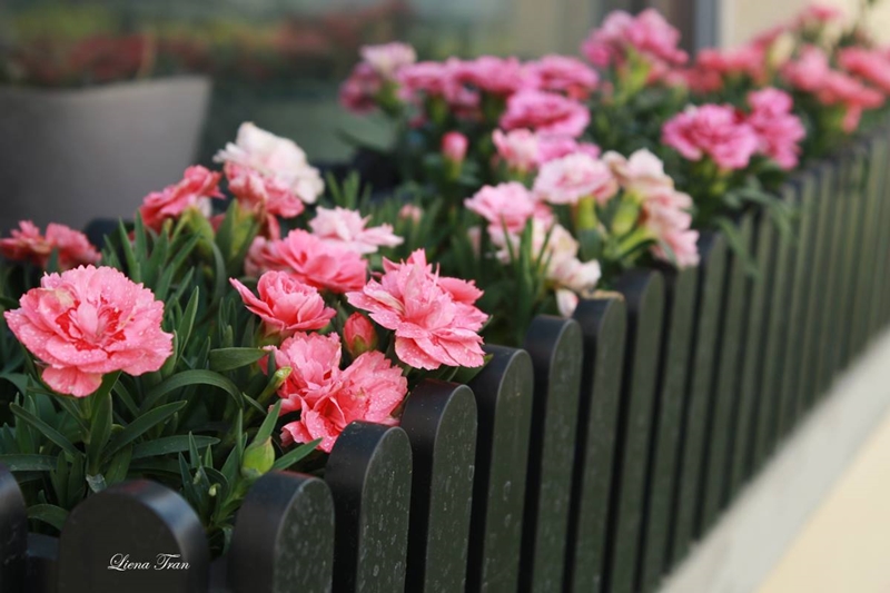 Ngôi nhà với phong cách tối giản thư thái và khu vườn đẹp chẳng khác gì chốn thần tiên của mẹ Việt-17