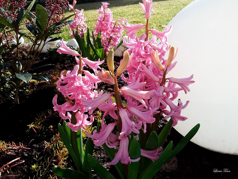 Ngôi nhà với phong cách tối giản thư thái và khu vườn đẹp chẳng khác gì chốn thần tiên của mẹ Việt-21