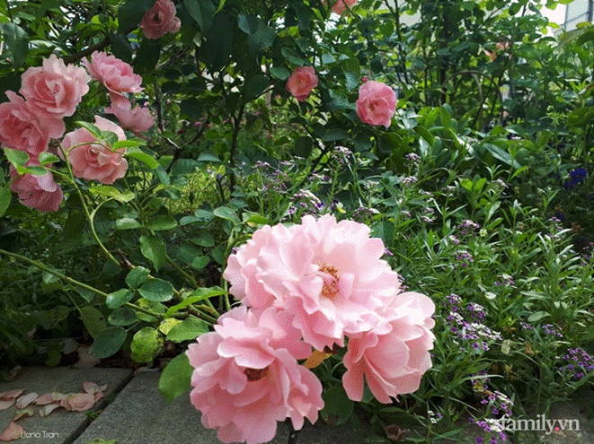 Ngôi nhà với phong cách tối giản thư thái và khu vườn đẹp chẳng khác gì chốn thần tiên của mẹ Việt-26