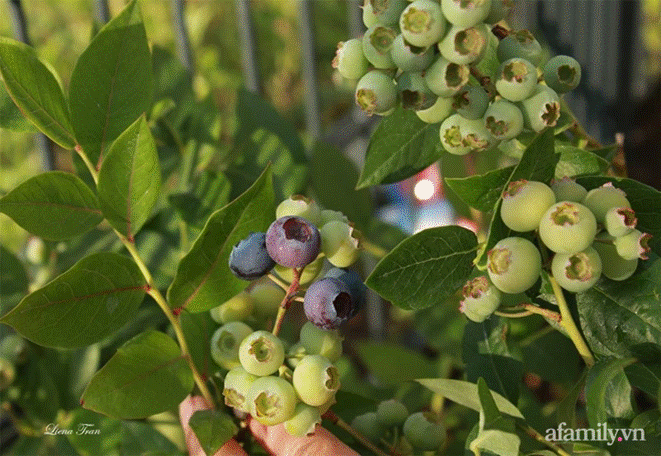 Ngôi nhà với phong cách tối giản thư thái và khu vườn đẹp chẳng khác gì chốn thần tiên của mẹ Việt-29