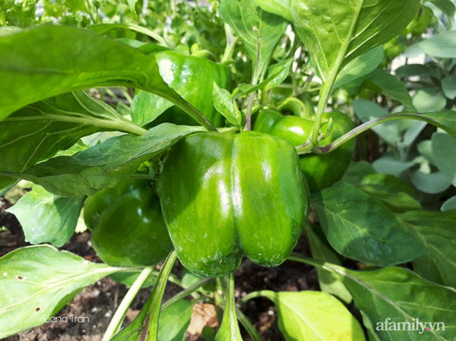 Ngôi nhà với phong cách tối giản thư thái và khu vườn đẹp chẳng khác gì chốn thần tiên của mẹ Việt-33