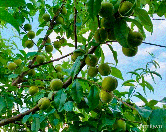 Ngôi nhà với phong cách tối giản thư thái và khu vườn đẹp chẳng khác gì chốn thần tiên của mẹ Việt-34