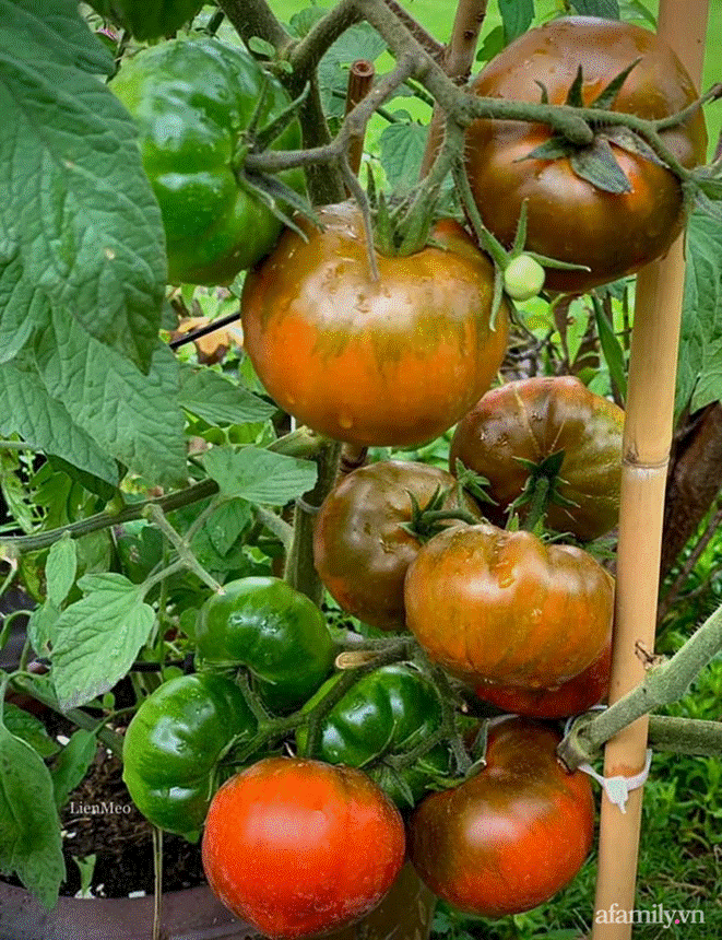 Ngôi nhà với phong cách tối giản thư thái và khu vườn đẹp chẳng khác gì chốn thần tiên của mẹ Việt-36