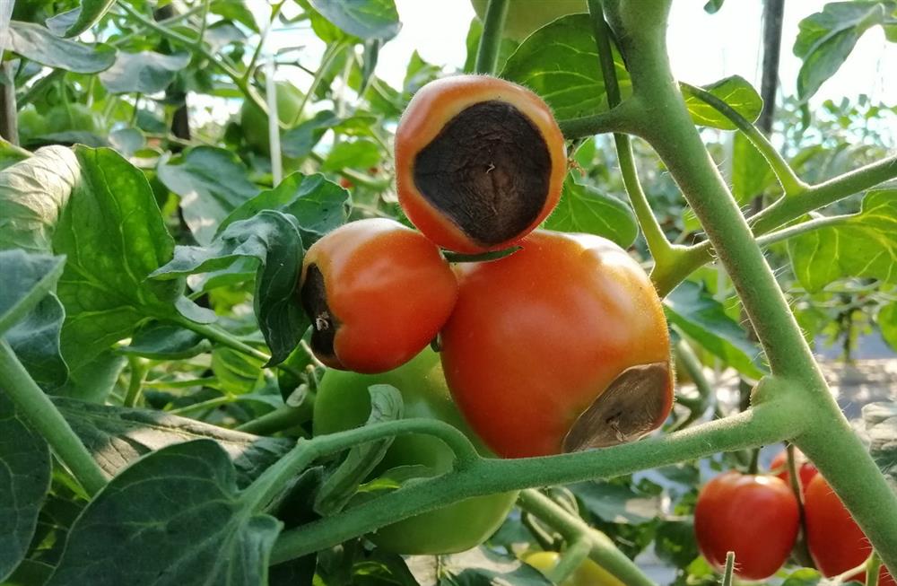 Sữa thừa đừng đổ đi vội, 8 công dụng do sữa mang lại trong việc làm vườn sẽ khiến bạn bất ngờ-5