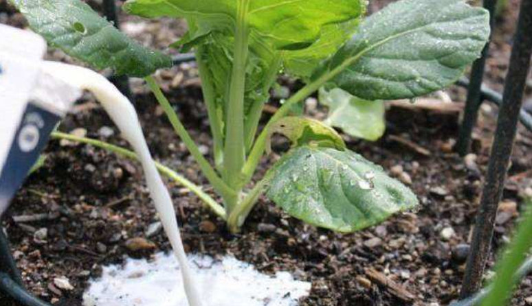 Sữa thừa đừng đổ đi vội, 8 công dụng do sữa mang lại trong việc làm vườn sẽ khiến bạn bất ngờ-6