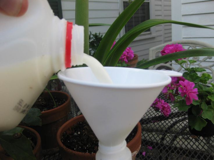 Sữa thừa đừng đổ đi vội, 8 công dụng do sữa mang lại trong việc làm vườn sẽ khiến bạn bất ngờ-7