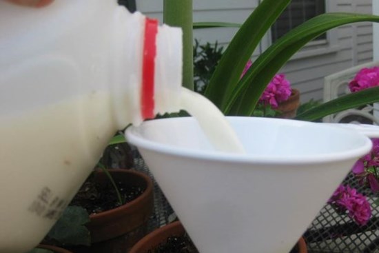 Sữa thừa đừng đổ đi vội, 8 công dụng do sữa mang lại trong việc làm vườn sẽ khiến bạn bất ngờ