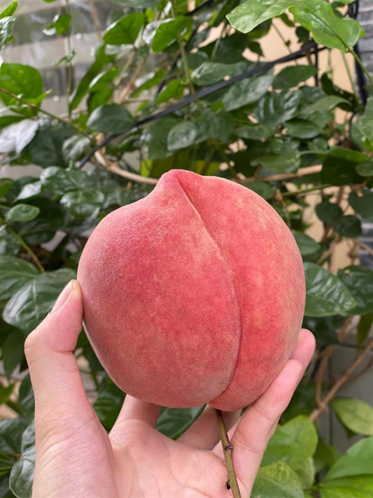 Đào tuyết Lệ Giang đắt khách từ đầu tới cuối vụ, tiểu thương nhiều hôm phải treo biển cháy hàng-1