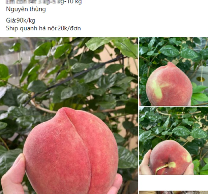 Đào tuyết Lệ Giang đắt khách từ đầu tới cuối vụ, tiểu thương nhiều hôm phải treo biển cháy hàng-3