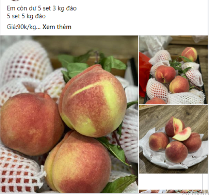 Đào tuyết Lệ Giang đắt khách từ đầu tới cuối vụ, tiểu thương nhiều hôm phải treo biển cháy hàng-4