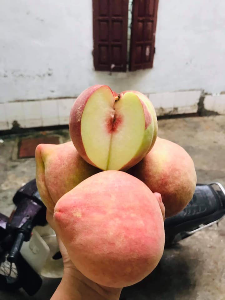 Đào tuyết Lệ Giang đắt khách từ đầu tới cuối vụ, tiểu thương nhiều hôm phải treo biển cháy hàng-6